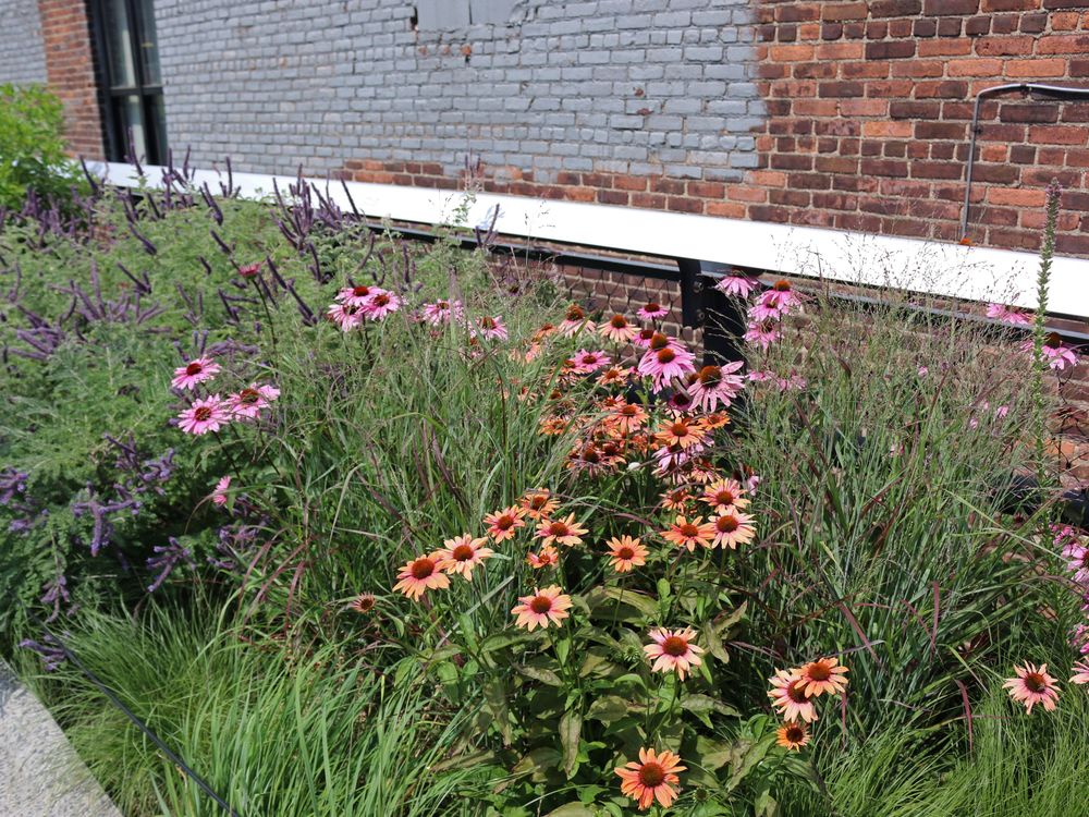 Echinacea flowers and vibrant wildflowers thrive beside a brick wall,