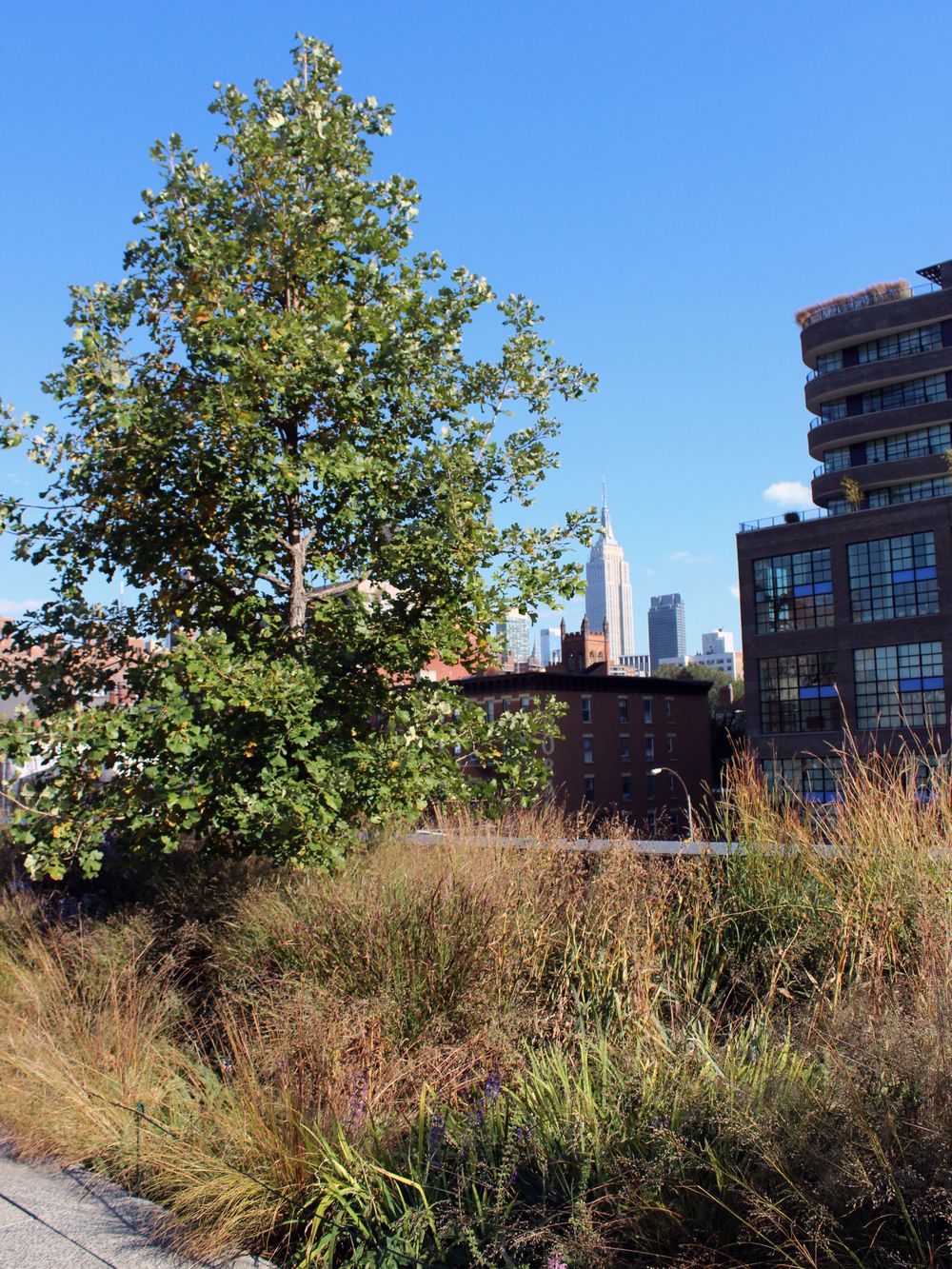 A tall tree and grass create a naturalistic landscape with New York City’s Highline and Empire State Building in the background.