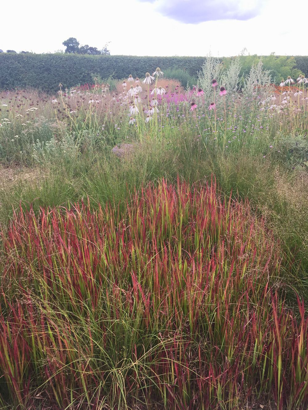 Red-tipped grasses and wildflowers create a naturalistic planting scheme amid green hedges and a cloudy sky.